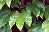 Parthenocissus tricuspidata, leaves