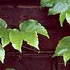 Parthenocissus tricuspidata, leaves
