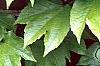 Parthenocissus tricuspidata, leaves