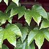 Parthenocissus tricuspidata, leaves