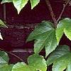 Parthenocissus tricuspidata, leaves