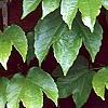 Parthenocissus tricuspidata, leaves