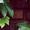 Parthenocissus tricuspidata, leaves