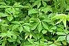 Matteuccia struthiopteris, habit