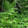 Matteuccia struthiopteris, habit