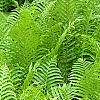 Matteuccia struthiopteris, habit