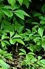 Matteuccia struthiopteris, habit
