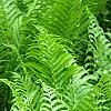 Matteuccia struthiopteris, habit