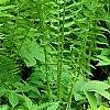 Matteuccia struthiopteris, habit