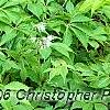 Matteuccia struthiopteris, habit