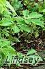 Matteuccia struthiopteris, habit