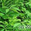 Matteuccia struthiopteris, habit
