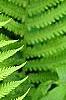Matteuccia struthiopteris, leaves