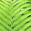 Matteuccia struthiopteris, leaves