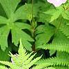 Matteuccia struthiopteris, leaves