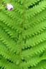 Matteuccia struthiopteris, leaves