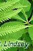 Matteuccia struthiopteris, leaves