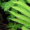 Matteuccia struthiopteris, leaves