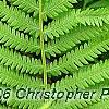Matteuccia struthiopteris, leaves