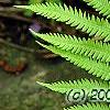 Matteuccia struthiopteris, leaves