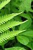 Matteuccia struthiopteris, leaves