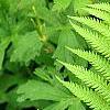 Matteuccia struthiopteris, leaves