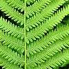 Matteuccia struthiopteris, leaves