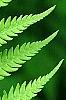 Matteuccia struthiopteris, leaves