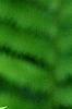 Matteuccia struthiopteris, leaves