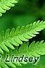 Matteuccia struthiopteris, leaves