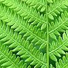 Matteuccia struthiopteris, leaves