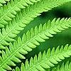 Matteuccia struthiopteris, leaves