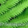 Matteuccia struthiopteris, leaves