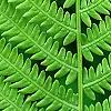 Matteuccia struthiopteris, leaves