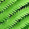 Matteuccia struthiopteris, leaves