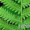 Matteuccia struthiopteris, leaves