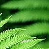 Matteuccia struthiopteris, leaves