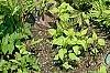 Onoclea sensibilis, habit