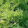 Onoclea sensibilis, habit