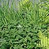 Onoclea sensibilis, habit