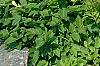 Onoclea sensibilis, habit