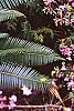 Dioon edule, habit