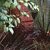 Dioon edule, habit