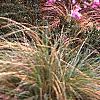 Dioon edule, habit