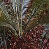 Dioon edule var. angustifolium, habit