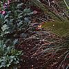 Dioon edule var. angustifolium, habit