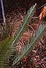 Dioon edule var. angustifolium, habit