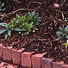 Dioon edule var. angustifolium, habit