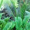 Zamia furfuracea, habit