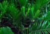 Zamia furfuracea, habit